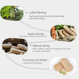 Eco Dish Washing Kitchen Sponge, Healthy Living Advisor, Eco Dish Washing Kitchen Sponge - 24HourShoppe.net